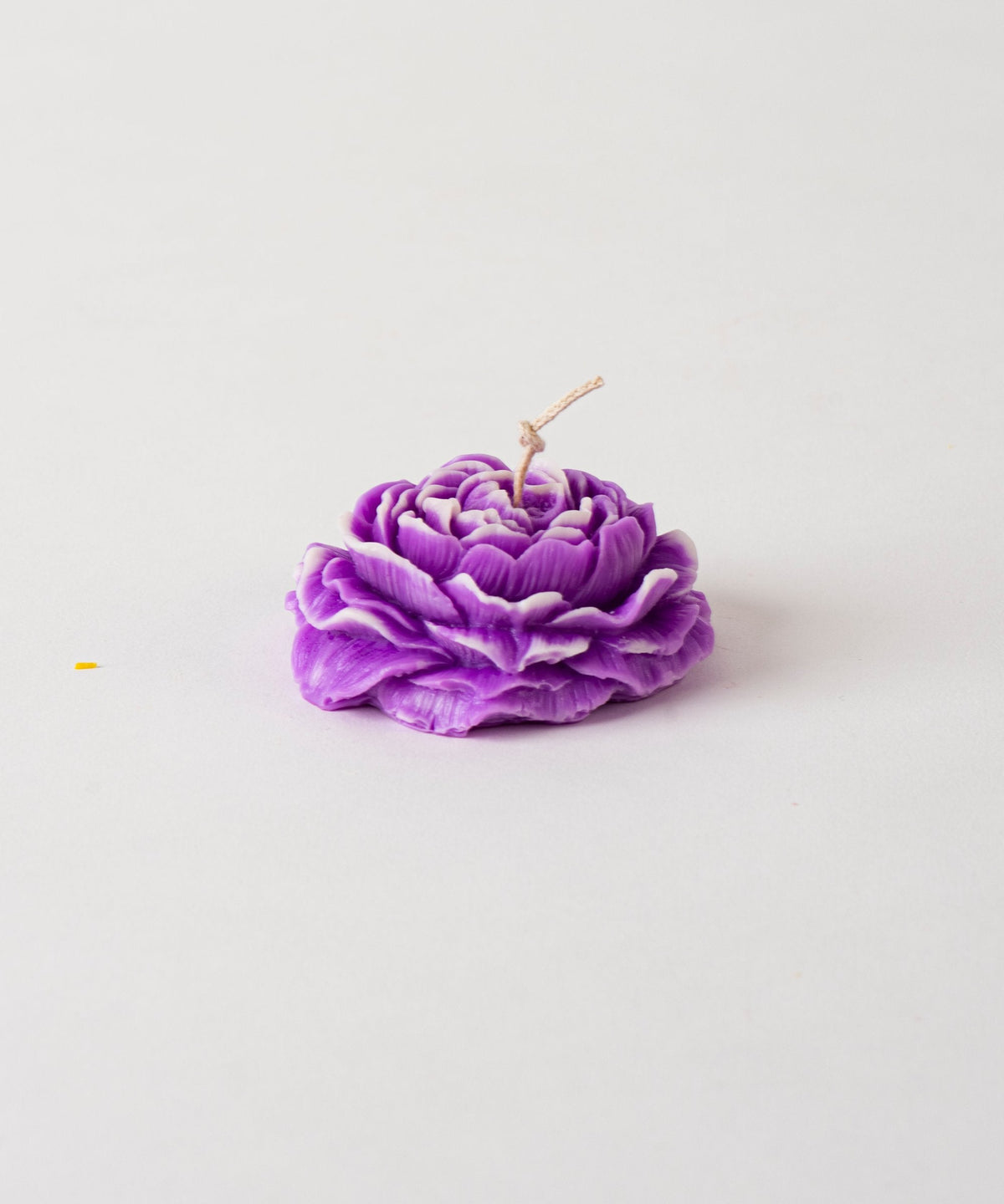 Peony Flower
